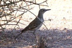 Certhilauda subcoronata