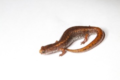 Four-Toed Salamander photo 3