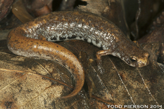 Four-Toed Salamander photo 5