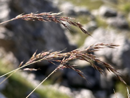 Trisetum alpestre, 2025-08-15