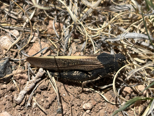 Speckle-winged Rangeland Grasshopper photo 5