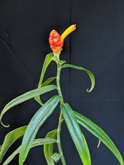 Costus zingiberoides