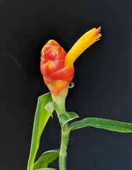 Costus zingiberoides