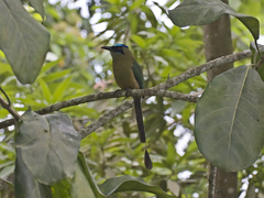 Momotus subrufescens