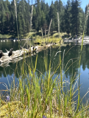 Muhlenbergia andina observed 2025-08-19