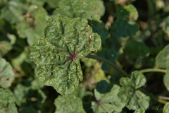 Malva nicaeensis