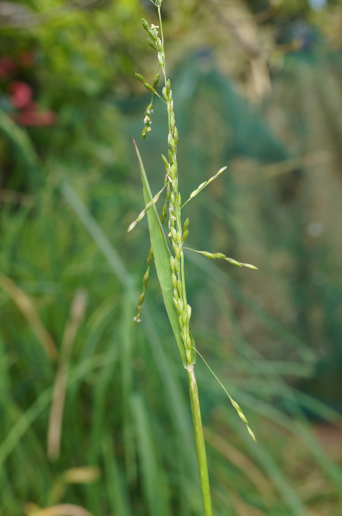 Ehrharta erecta