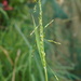 Panic Veldtgrass - Photo (c) strewick, some rights reserved (CC BY), uploaded by strewick