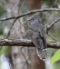 Cacomantis variolosus