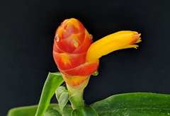 Costus zingiberoides