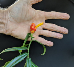 Costus zingiberoides