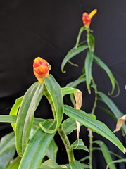 Costus zingiberoides