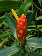 Costus zingiberoides