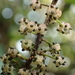Oreocnide pedunculata - Photo (c) 葉子, algunos derechos reservados (CC BY-NC), uploaded by 葉子