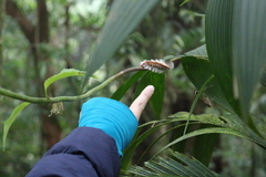 Neopreptos marathusa