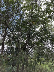 Chionanthus ramiflorus