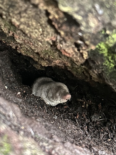 Northern Short-tailed Shrew