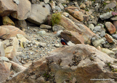 Phoenicurus leucocephalus