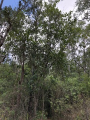 Chionanthus ramiflorus