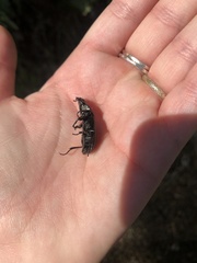 Mecodema crenaticolle
