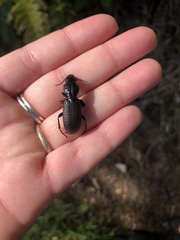 Mecodema crenaticolle