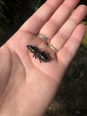 Mecodema crenaticolle