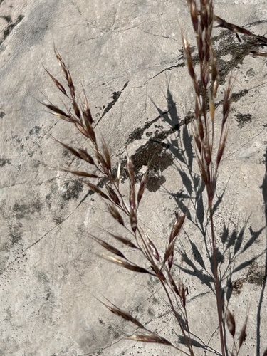 Trisetum alpestre, 2025-08-15
