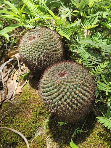 Mammillaria rhodantha
