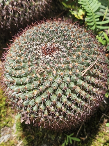 Mammillaria rhodantha