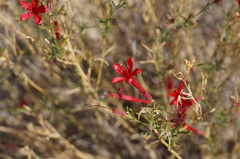 Ipomopsis tenuifolia