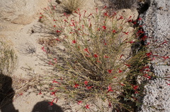 Ipomopsis tenuifolia