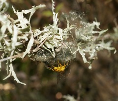 Xanthopimpla rhopaloceros