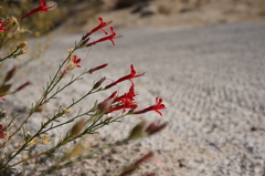 Ipomopsis tenuifolia