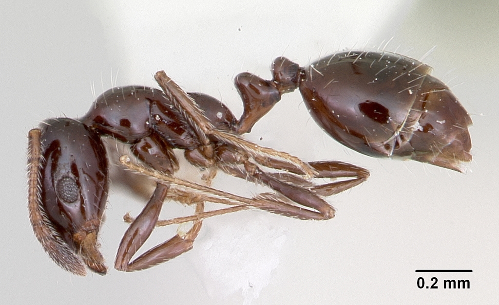 Monomorium ergatogyna