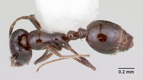 Monomorium ergatogyna photo 3