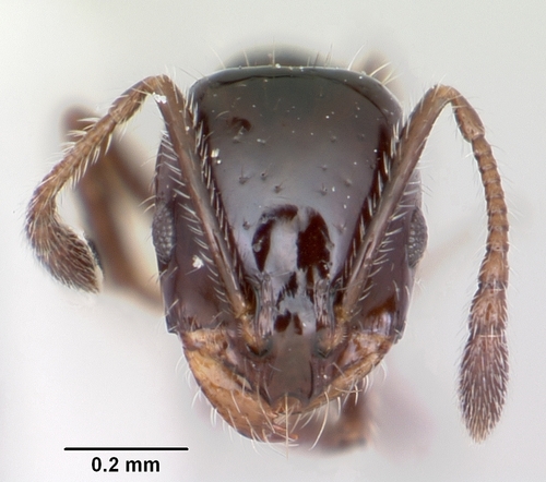 Monomorium ergatogyna photo 4