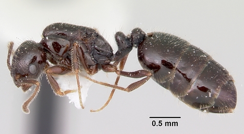 Monomorium ergatogyna photo 5