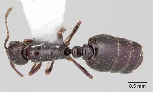 Monomorium ergatogyna photo 6