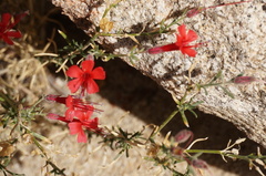 Ipomopsis tenuifolia