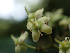 Euonymus spraguei