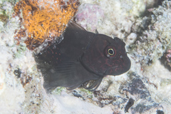 Cirripectes stigmaticus