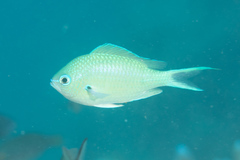 Chromis atripectoralis