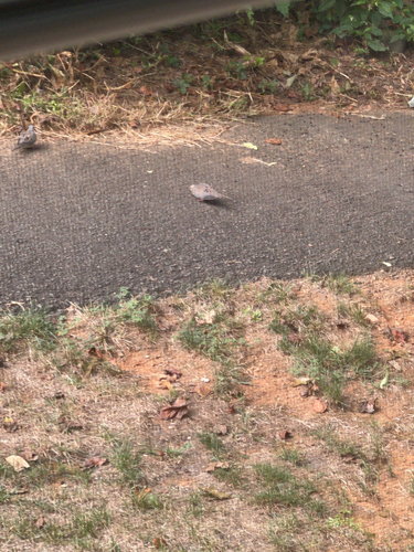 Mourning Dove