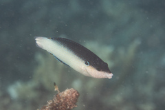 Anampses neoguinaicus