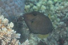 Cantherhines pardalis