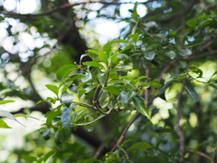Euonymus spraguei