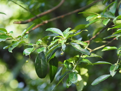 Euonymus spraguei