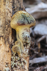 Gymnopilus aeruginosus