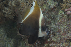 Heniochus varius