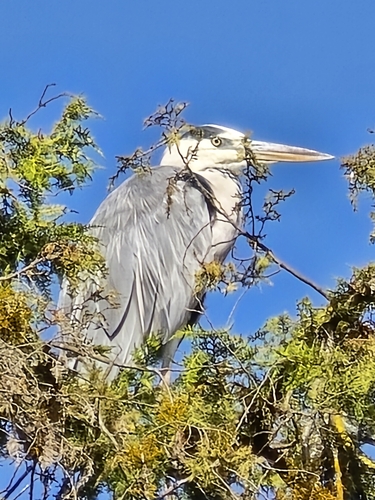 Grey Heron